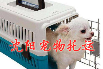 沈阳宠物托运,沈阳宠物托运公司