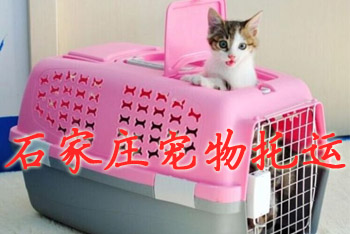 石家庄宠物托运,石家庄宠物托运公司