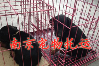 南京宠物托运,南京宠物托运公司