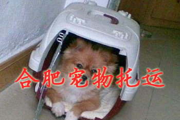 合肥宠物托运,合肥宠物托运公司