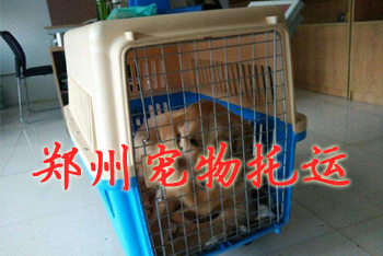郑州宠物托运,郑州宠物托运公司