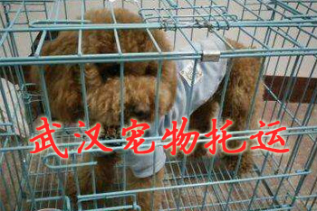 武汉宠物托运,武汉宠物托运公司