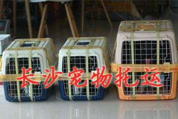 长沙宠物托运,长沙宠物托运公司