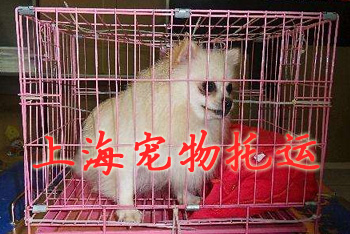 上海宠物托运,上海宠物托运公司
