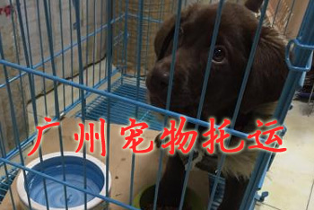 广州宠物托运,广州宠物托运公司