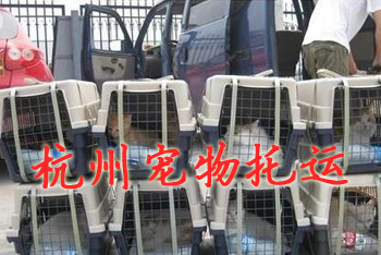 杭州宠物托运,杭州宠物托运公司