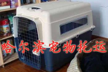 哈尔滨宠物托运,哈尔滨宠物托运公司