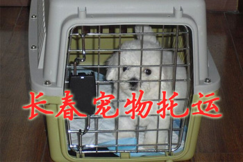 长春宠物托运,长春宠物托运公司