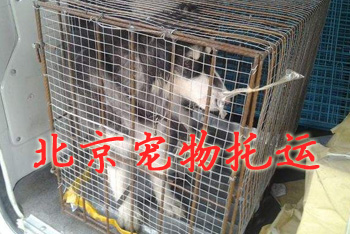 北京宠物托运,北京宠物托运公司